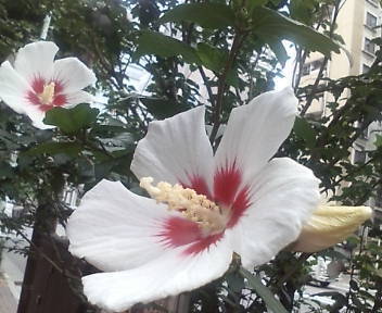 20090704 木槿.jpg