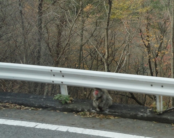 20101114 3いろは坂2.JPG